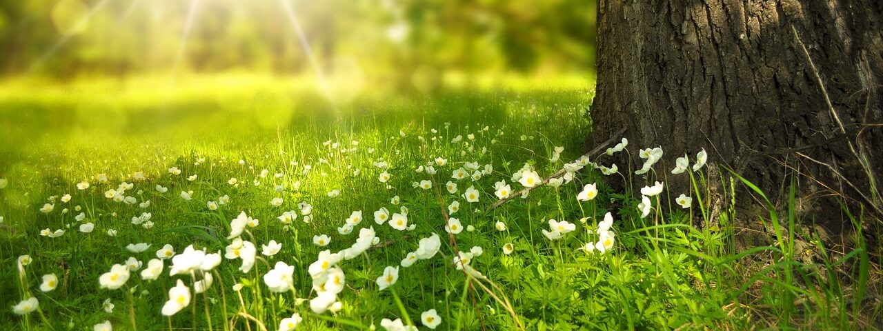 flowers, meadow, sunlight