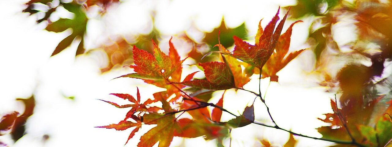 ahorn, maple, autumn, fall, colors, indian summer, herbst, natur, ahornblatt, herbst, herbst, herbst, herbst, herbst