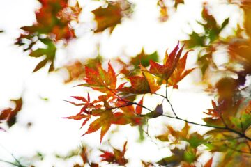 ahorn, maple, autumn, fall, colors, indian summer, herbst, natur, ahornblatt, herbst, herbst, herbst, herbst, herbst