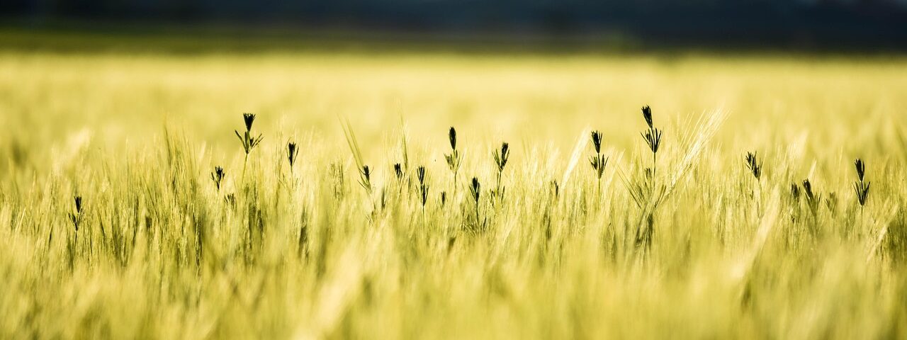 cornfield, summer, wheat, field, agriculture, grain, nature, gold, sun, food, plant, kornfeld, weizen, sommer, cereals, yellow nature, yellow food, yellow sun, yellow summer, yellow plant, yellow field, yellow plants, yellow natural, yellow wheat, wheat, wheat, gold, gold, gold, gold, gold