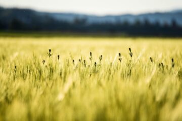 cornfield, summer, wheat, field, agriculture, grain, nature, gold, sun, food, plant, kornfeld, weizen, sommer, cereals, yellow nature, yellow food, yellow sun, yellow summer, yellow plant, yellow field, yellow plants, yellow natural, yellow wheat, wheat, wheat, gold, gold, gold, gold, gold